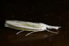 Agriphila sp.